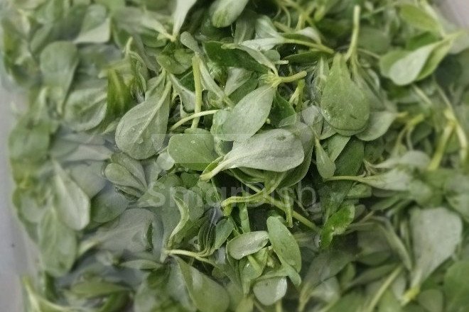 Purslane Dish With Olive Oil